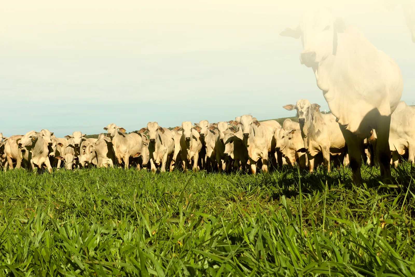 Rebanho nelore em pastagem ao entardecer, na região atendida pelas lojas Nossa Lavoura em Rondônia
